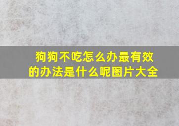 狗狗不吃怎么办最有效的办法是什么呢图片大全