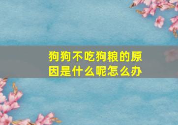 狗狗不吃狗粮的原因是什么呢怎么办