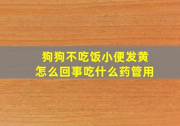 狗狗不吃饭小便发黄怎么回事吃什么药管用