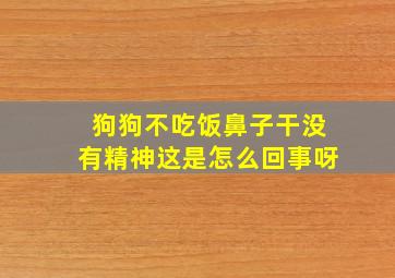 狗狗不吃饭鼻子干没有精神这是怎么回事呀