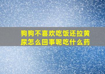 狗狗不喜欢吃饭还拉黄尿怎么回事呢吃什么药