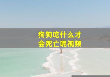 狗狗吃什么才会死亡呢视频