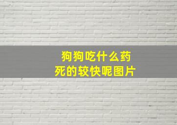 狗狗吃什么药死的较快呢图片