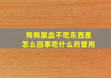 狗狗尿血不吃东西是怎么回事吃什么药管用