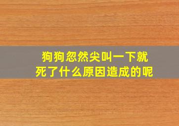 狗狗忽然尖叫一下就死了什么原因造成的呢