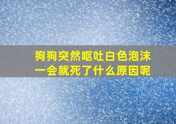 狗狗突然呕吐白色泡沫一会就死了什么原因呢