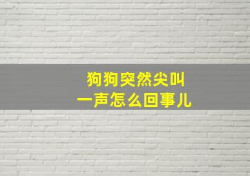 狗狗突然尖叫一声怎么回事儿