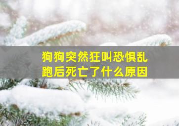 狗狗突然狂叫恐惧乱跑后死亡了什么原因