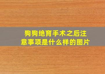 狗狗绝育手术之后注意事项是什么样的图片