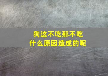 狗这不吃那不吃什么原因造成的呢