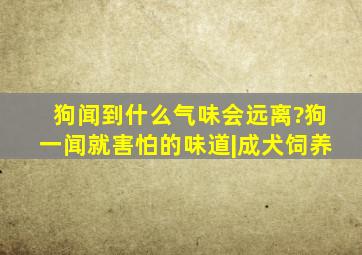 狗闻到什么气味会远离?狗一闻就害怕的味道|成犬饲养