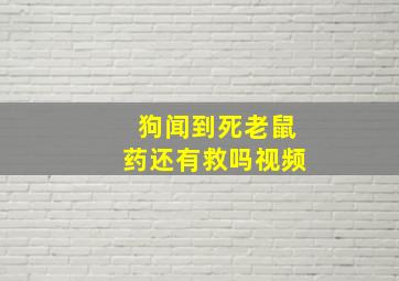 狗闻到死老鼠药还有救吗视频