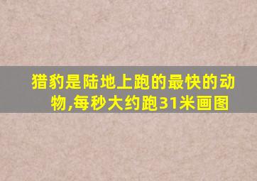 猎豹是陆地上跑的最快的动物,每秒大约跑31米画图