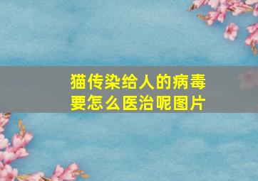 猫传染给人的病毒要怎么医治呢图片