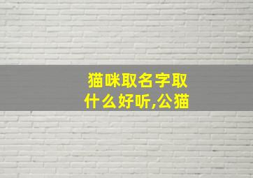 猫咪取名字取什么好听,公猫