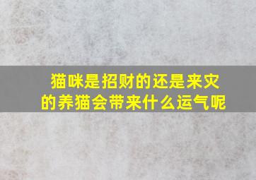 猫咪是招财的还是来灾的养猫会带来什么运气呢