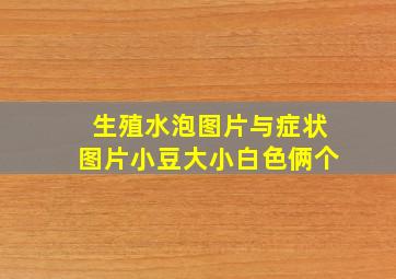 生殖水泡图片与症状图片小豆大小白色俩个