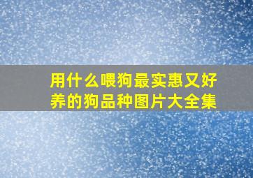 用什么喂狗最实惠又好养的狗品种图片大全集