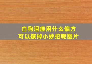 白狗泪痕用什么偏方可以擦掉小妙招呢图片