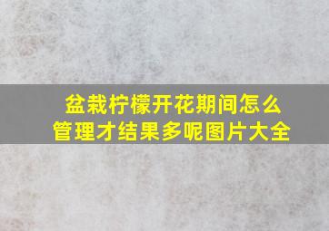 盆栽柠檬开花期间怎么管理才结果多呢图片大全