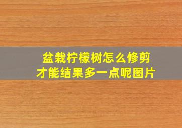 盆栽柠檬树怎么修剪才能结果多一点呢图片