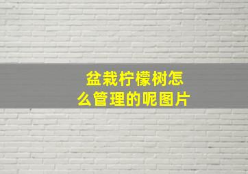 盆栽柠檬树怎么管理的呢图片