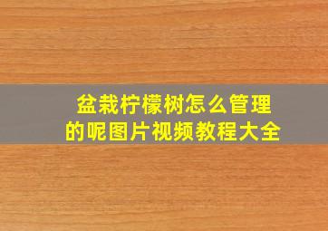 盆栽柠檬树怎么管理的呢图片视频教程大全