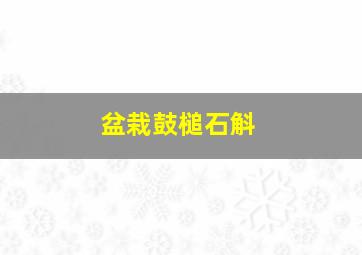 盆栽鼓槌石斛