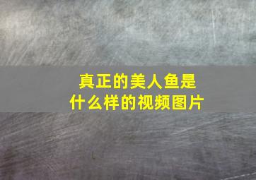 真正的美人鱼是什么样的视频图片