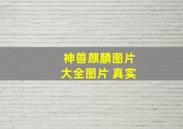 神兽麒麟图片大全图片 真实