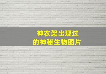 神农架出现过的神秘生物图片