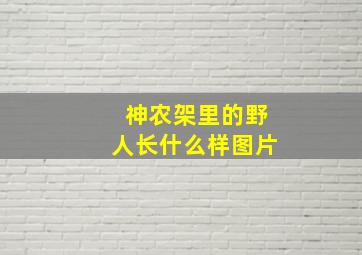 神农架里的野人长什么样图片