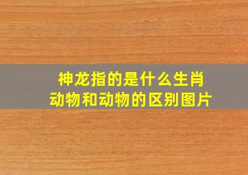 神龙指的是什么生肖动物和动物的区别图片