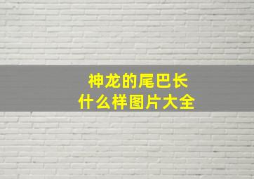 神龙的尾巴长什么样图片大全