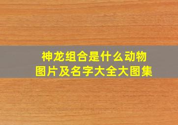 神龙组合是什么动物图片及名字大全大图集