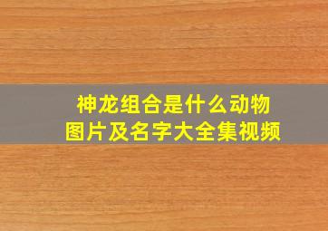 神龙组合是什么动物图片及名字大全集视频