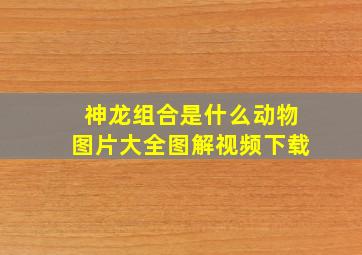 神龙组合是什么动物图片大全图解视频下载