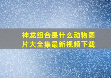 神龙组合是什么动物图片大全集最新视频下载