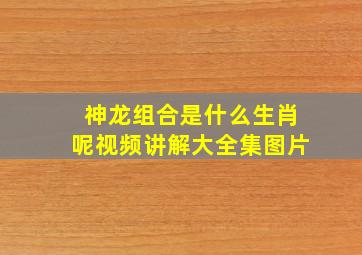 神龙组合是什么生肖呢视频讲解大全集图片