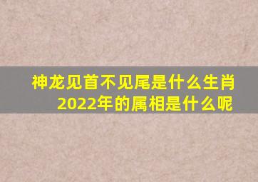 神龙见首不见尾是什么生肖2022年的属相是什么呢