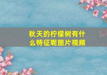 秋天的柠檬树有什么特征呢图片视频