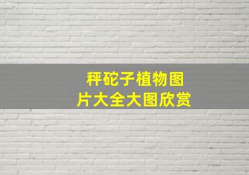 秤砣子植物图片大全大图欣赏