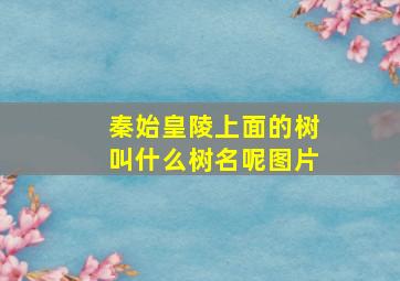 秦始皇陵上面的树叫什么树名呢图片