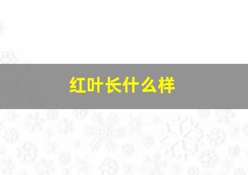 红叶长什么样