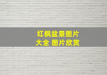 红枫盆景图片大全 图片欣赏