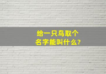 给一只鸟取个名字能叫什么?