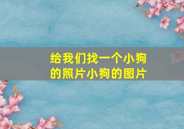 给我们找一个小狗的照片小狗的图片