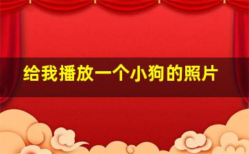 给我播放一个小狗的照片