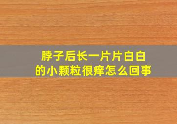 脖子后长一片片白白的小颗粒很痒怎么回事