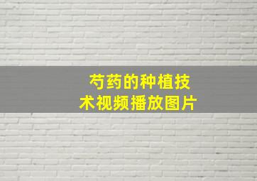 芍药的种植技术视频播放图片